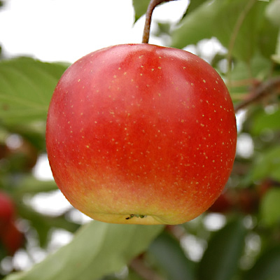 Rubinette Rosso ® cov